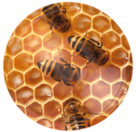 Nakrętka duża Plaster miodu - 10szt