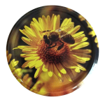 Nakrętka duża Pszczoła na żółtym kwiatku - 50szt 