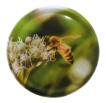 Nakrętka duża 82/6 Pszczoła zielone tło - 50szt 