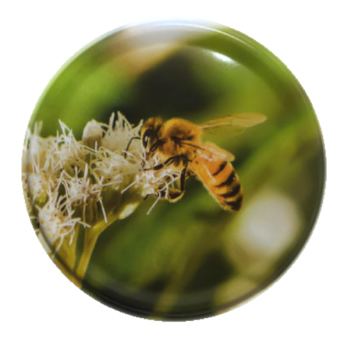 Pszczoła zielone tło