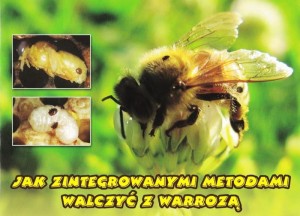 Jak zintegrowanymi metodami walczyć z warrozą