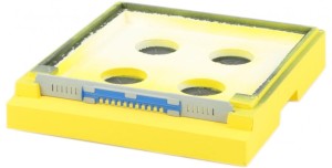 Dennica Wielkopolska 10R malowana 