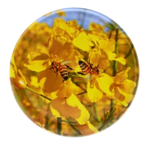 Nakrętka duża Pszczoły ŻÓŁTE KWIATY - 20 szt