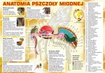 Tablica edukacyjna średnica z anatomią pszczoły