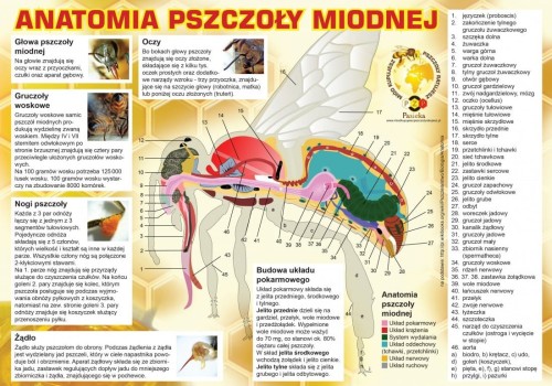 Tablica z anatomią pszczoły