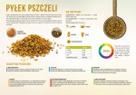 Tablica edukacyjna średnia -  Pyłek pszczeli