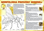 Tablica edukacyjna średnica z morfologią pszczoły