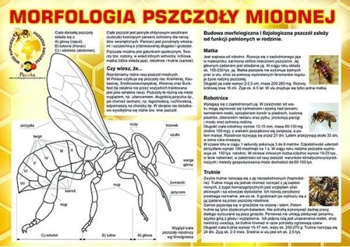 Średnia tablica informacyjna