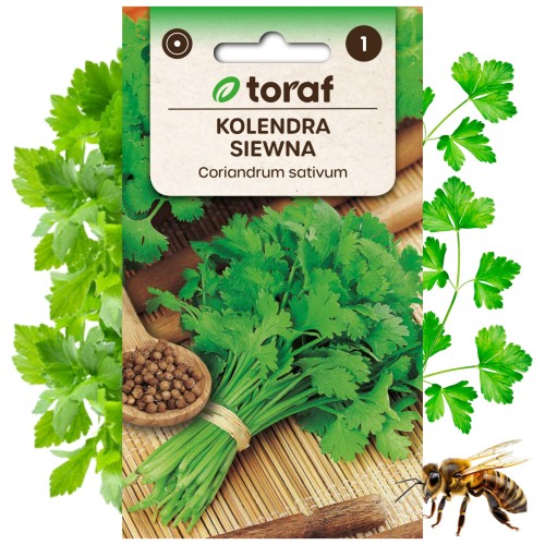 KOLENDRA SIEWNA nasiona Zioła Roślina miododajna 2 g