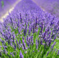 LAWENDA Lavendula angustifolia nasiona Roślina miododajna 0,2 g