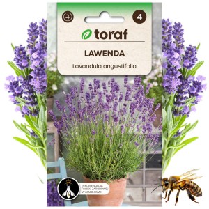 LAWENDA Lavendula angustifolia nasiona Roślina miododajna 0,2 g