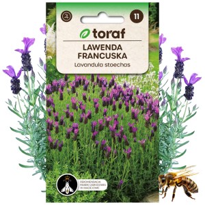 LAWENDA FRANCUSKA Roślina miododajna 0,1 g