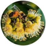 Nakrętka duża Pszczoła na lipie - 50 szt