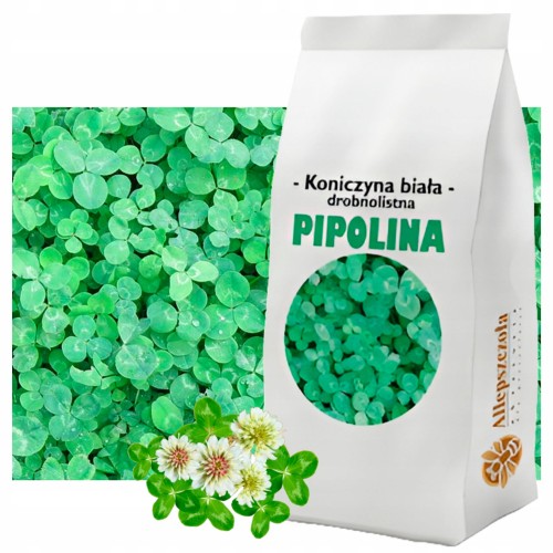 Koniczyna BIAŁA PIPOLINA
