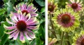 Jeżówka - Echinacea purpurea GREEN TWISTER