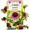Jeżówka - Echinacea purpurea GREEN TWISTER