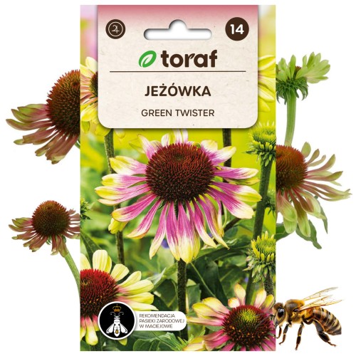 Jeżówka - Echinacea purpurea GREEN TWISTER