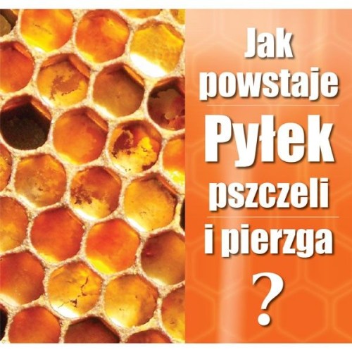 Ulotka Jak powstaje pyłek pszczeli i pierzga