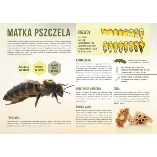 Tablica "Matka pszczela"