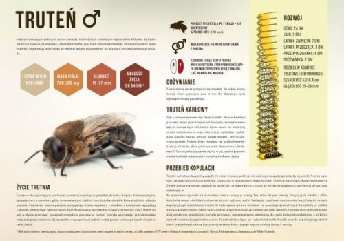 "Truteń"