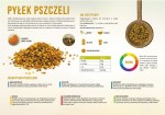 Tablica edukacyjna "Pyłek pszczeli"