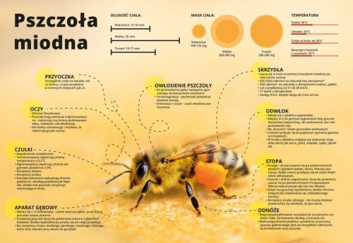 Tablica Pszczoła miodna