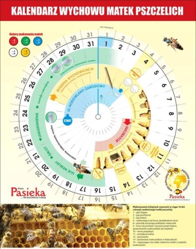 Kalendarz wychowu matek pszczelich